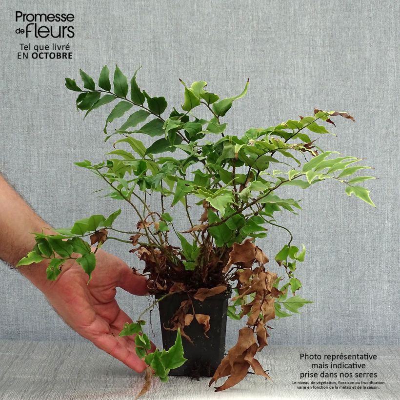 Exemplar von Cyrtomium fortunei var. clivicola - Fortunes Sichelfarn Kleine Töpfe von 8/9 cm wie im Herbst geliefert