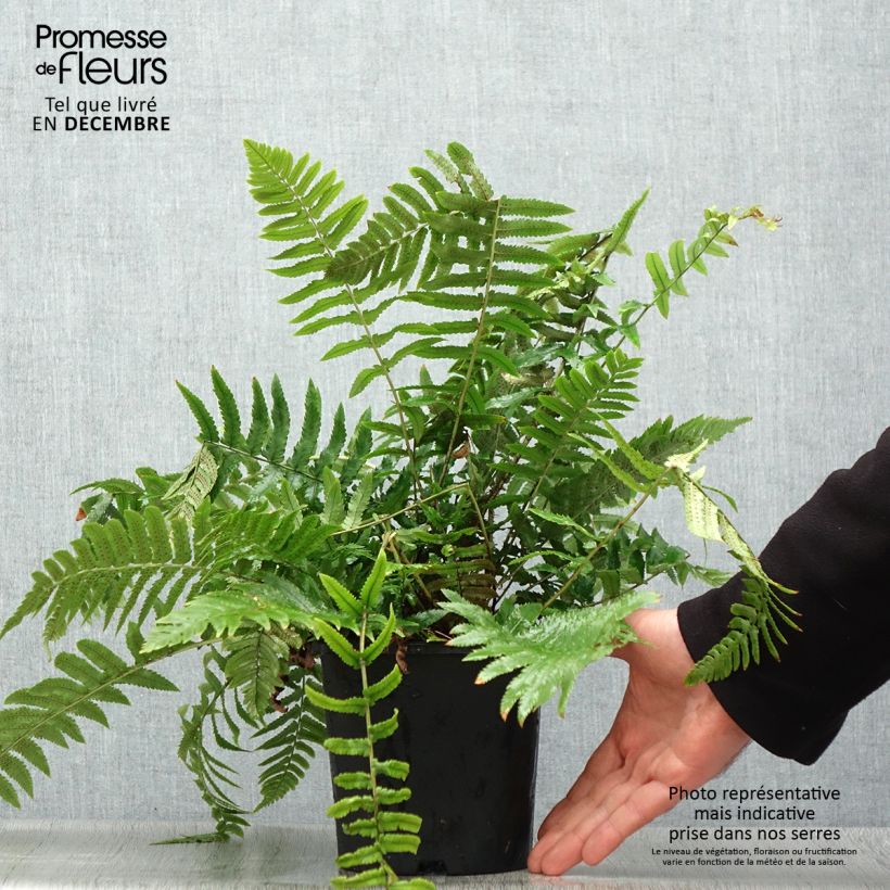 Exemplar von Cyrtomium fortunei var. clivicola - Fortunes Sichelfarn Topf mit 2L/3L wie im Winter geliefert