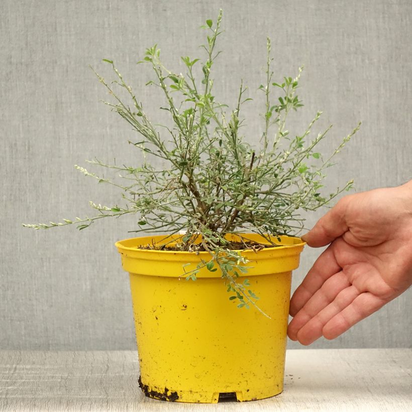 Exemplar von Cytisus spachiana Phebus - Geißklee Topf mit 2L/3L wie im Sommer geliefert