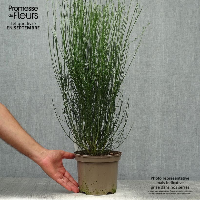 Exemplar von Edelginster Apricot Gem - Cytisus scoparius Topf mit 2L/3L wie im Herbst geliefert