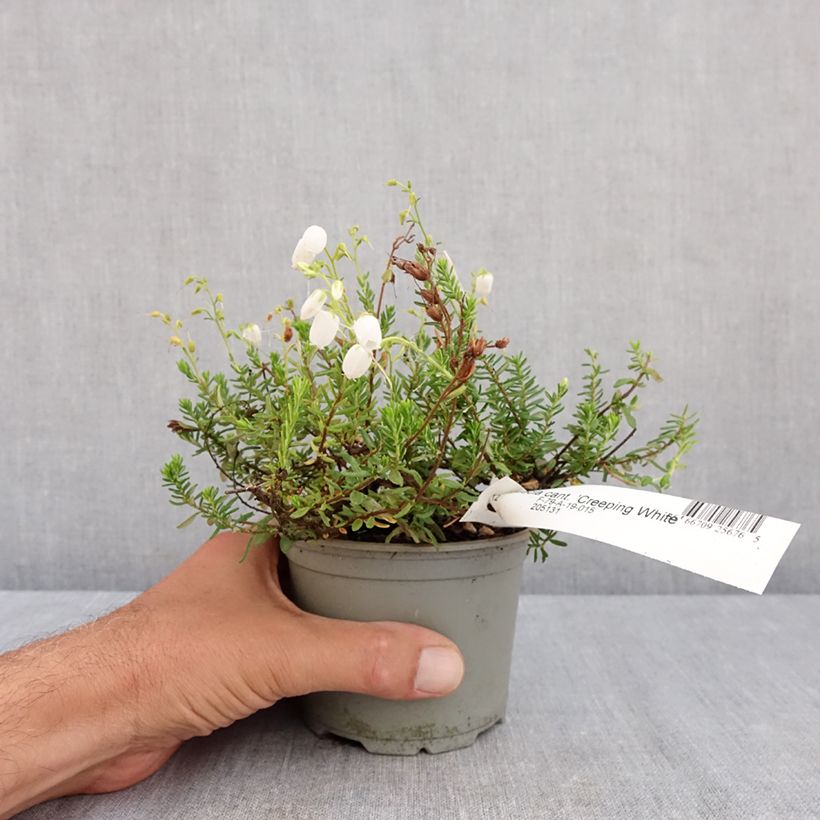Exemplar von Irische Heide Creeping White - Daboecia cantabrica Topf 12 cm / 13 cm wie im Sommer geliefert
