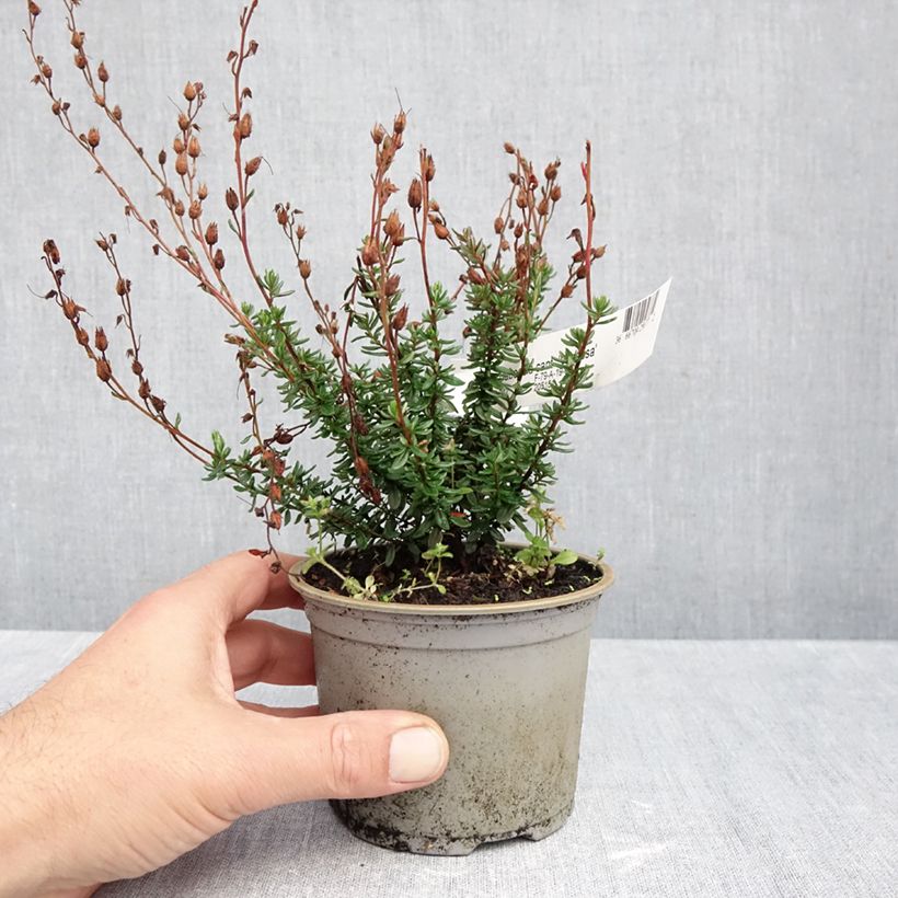Exemplar von Irische Heide Vanessa - Daboecia cantabrica Topf 10 cm/11cm wie im Herbst geliefert