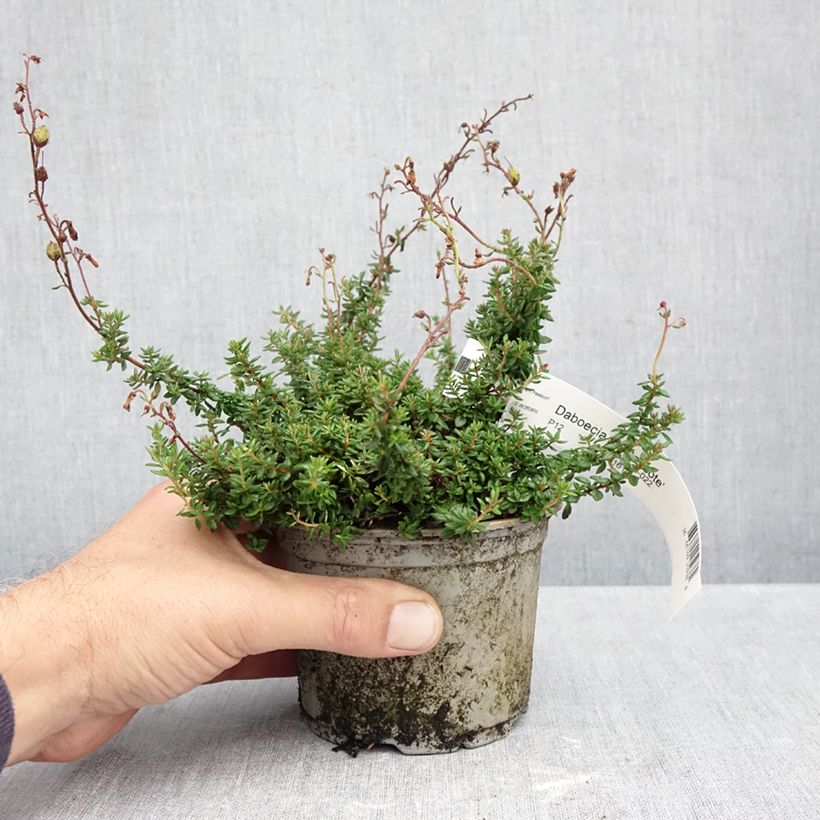 Exemplar von Irische Glockenheide Goscote - Daboecia scotica Topf 10 cm/11cm wie im Herbst geliefert
