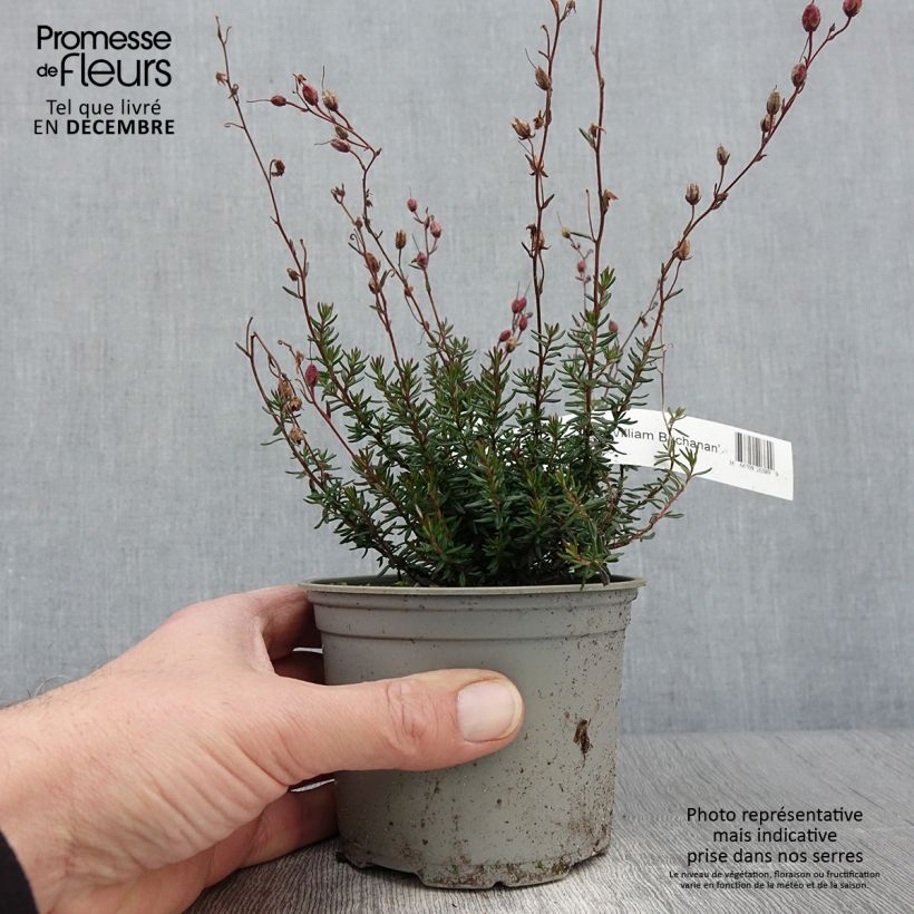 Exemplar von Daboecia scotica William Buchanan - Irische Glockenheide Topf 12 cm / 13 cm wie im Herbst geliefert
