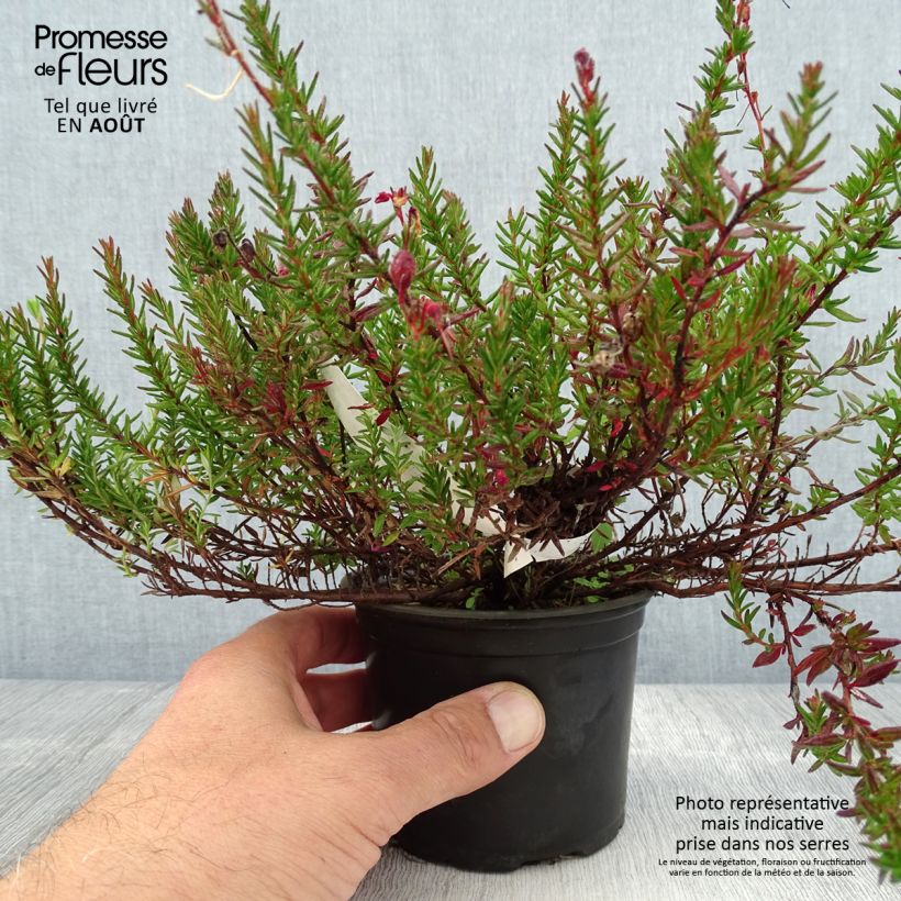 Exemplar von Daboecia scotica William Buchanan - Irische Glockenheide Topf 12 cm / 13 cm wie im Sommer geliefert