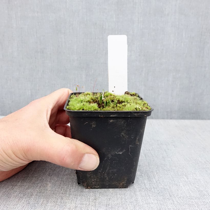 Exemplar von Dactylorhiza Foliorella - Knabenkraut Kleine Töpfe von 8/9 cm wie im Frühjahr geliefert