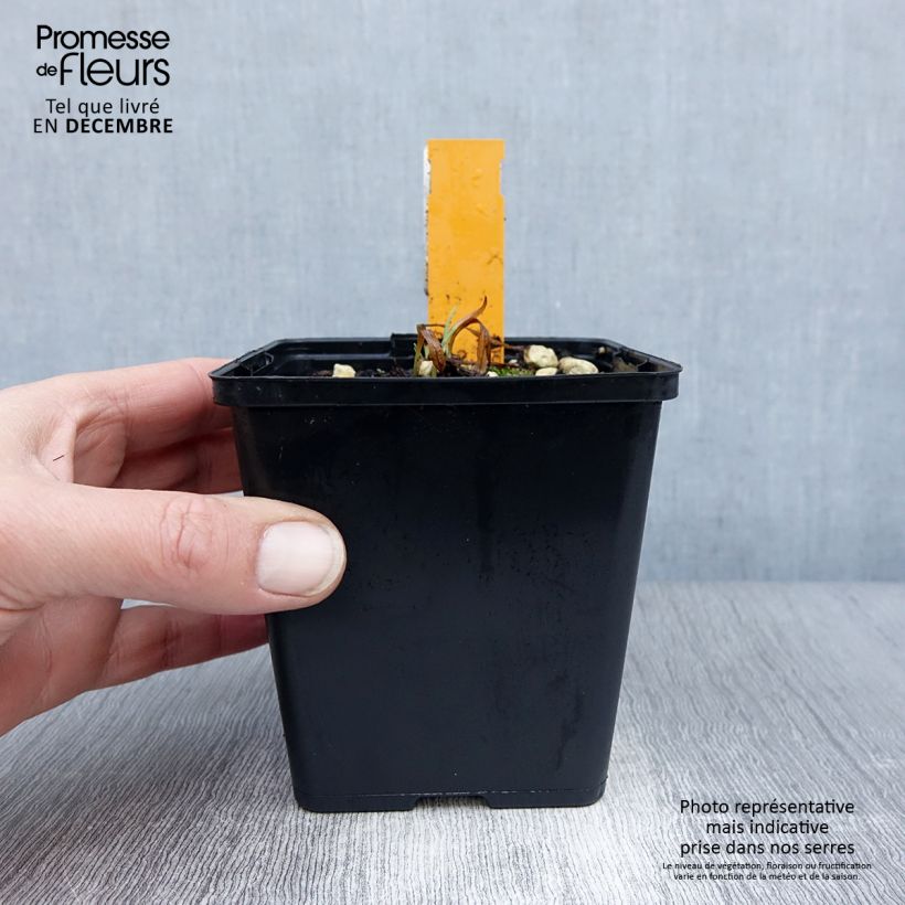 Exemplar von Dactylorhiza fuchsii - Knabenkraut Kleine Töpfe von 8/9 cm wie im Winter geliefert