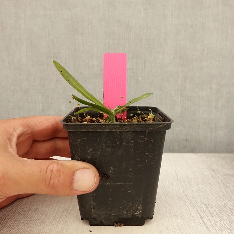 Exemplar von Dactylorhiza maculata - Knabenkraut Kleine Töpfe von 8/9 cm wie im Sommer geliefert