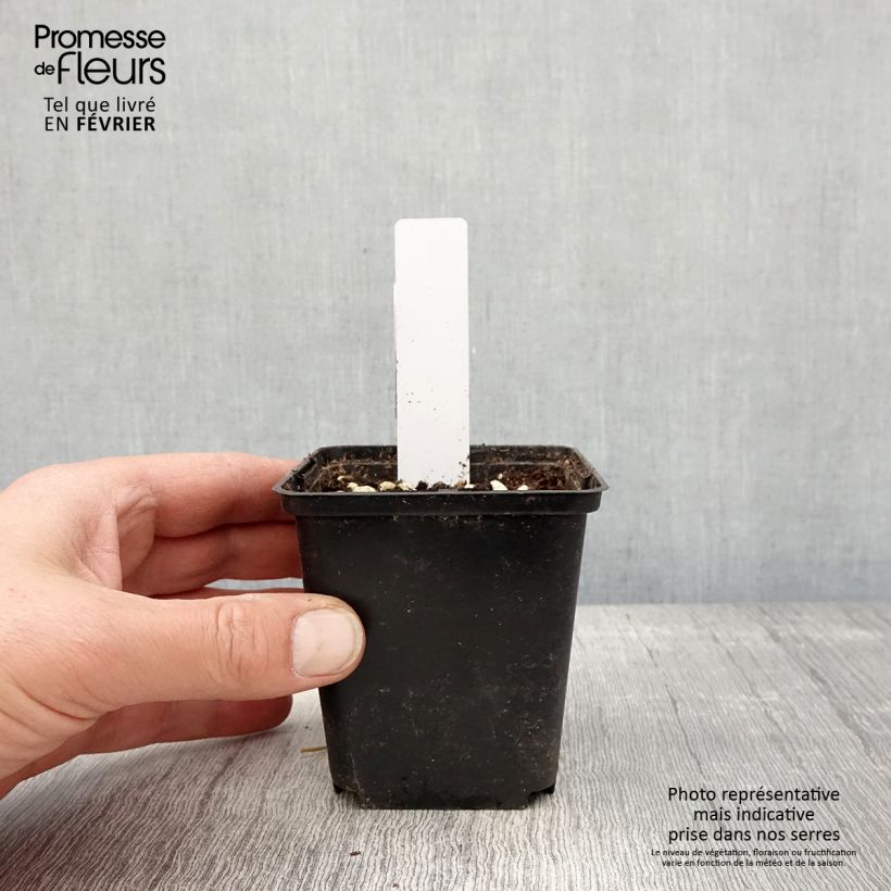 Exemplar von Dactylorhiza purpurella - Knabenkraut Kleine Töpfe von 8/9 cm wie im Winter geliefert