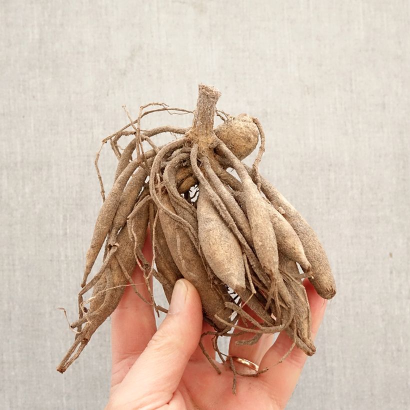 Exemplar von Dekorative Dahlie Alloway Cottage Zwiebel wie im Frühjahr geliefert