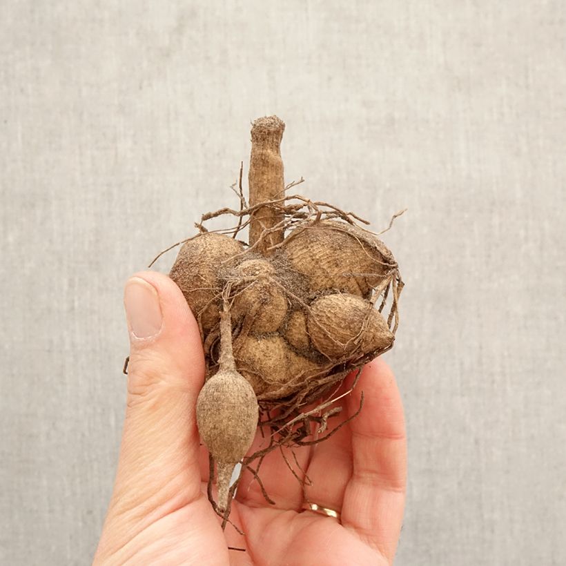 Exemplar von Anemonenblütige Dahlie Floorinoot Zwiebel Kaliber/Größe I wie im Frühjahr geliefert