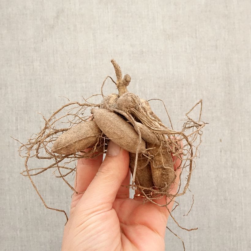 Exemplar von Anemonenblütige Dahlie Octopus Sparkle Zwiebel Kaliber/Größe I wie im Frühjahr geliefert