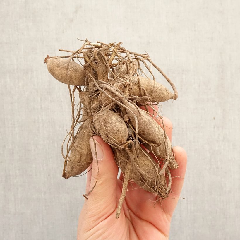 Exemplar von Anemonenblütige Dahlie Poodle Skirt Zwiebel Kaliber/Größe I wie im Frühjahr geliefert