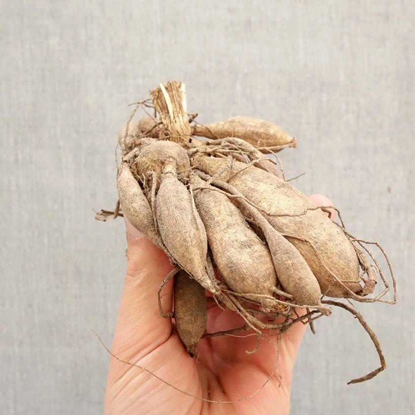 Exemplar von Anemonenblütige Dahlie Princess Nadine Zwiebel Kaliber/Größe I wie im Frühjahr geliefert