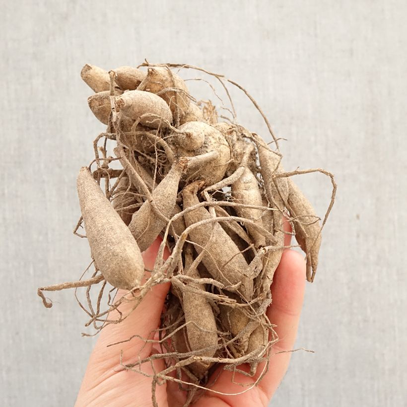 Exemplar von Anemonenblütige Dahlie Purpinca Zwiebel Kaliber/Größe I wie im Frühjahr geliefert