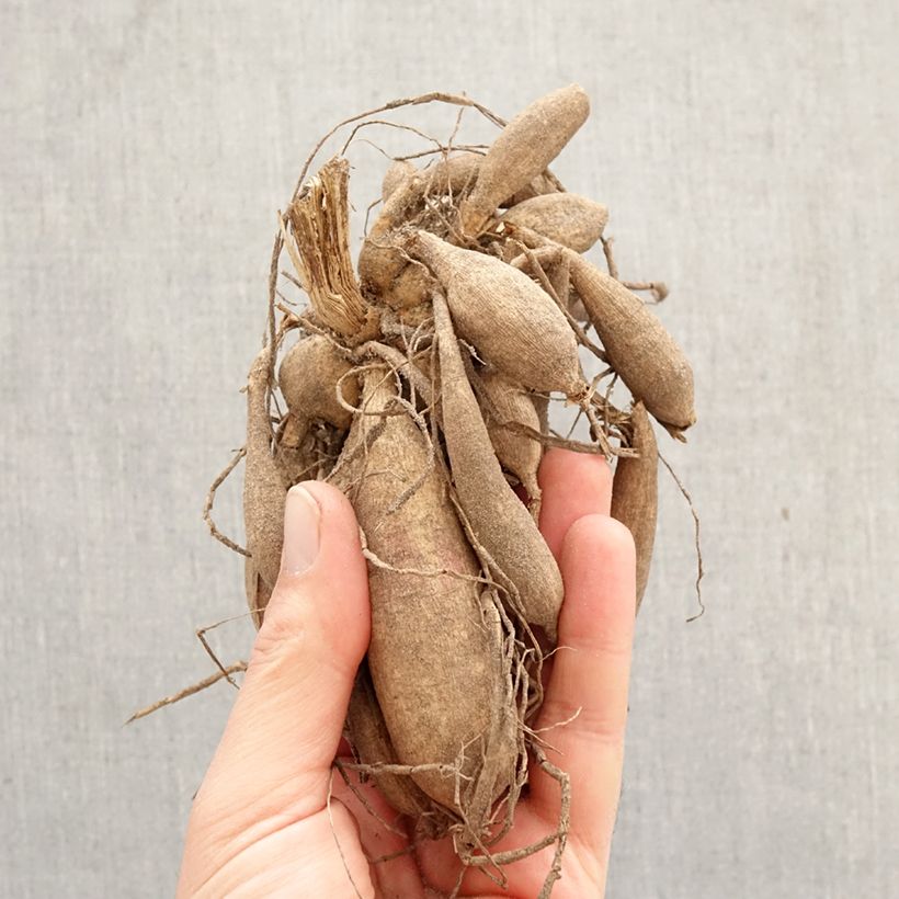 Exemplar von Anemonenblütige Dahlie Rock and Roll Zwiebel wie im Frühjahr geliefert