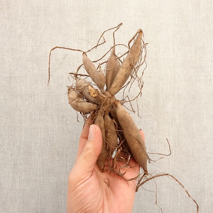 Exemplar von Pompon-Dahlie Banana Baby Zwiebel Kaliber/Größe I wie im Frühjahr geliefert