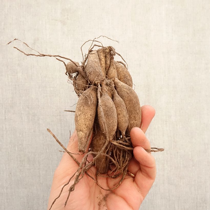Exemplar von Pompon-Dahlie Beauty Queen Zwiebel Kaliber/Größe I wie im Frühjahr geliefert