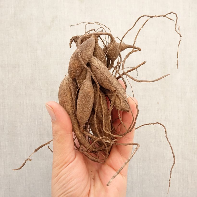 Exemplar von Pompon-Dahlie Black Hero Zwiebel Kaliber/Größe I wie im Frühjahr geliefert