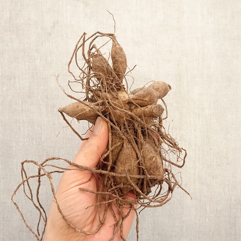 Exemplar von Pompon-Dahlie Blyton Golden Girl Zwiebel Kaliber/Größe I wie im Frühjahr geliefert