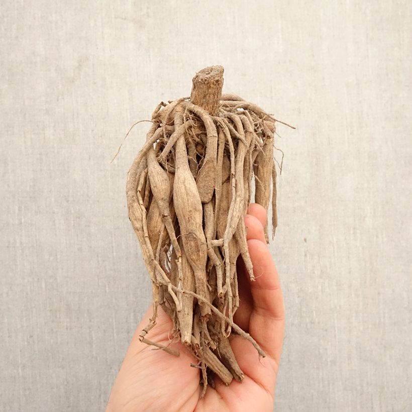 Exemplar von Pompon-Dahlie Cum Laude Zwiebel wie im Frühjahr geliefert