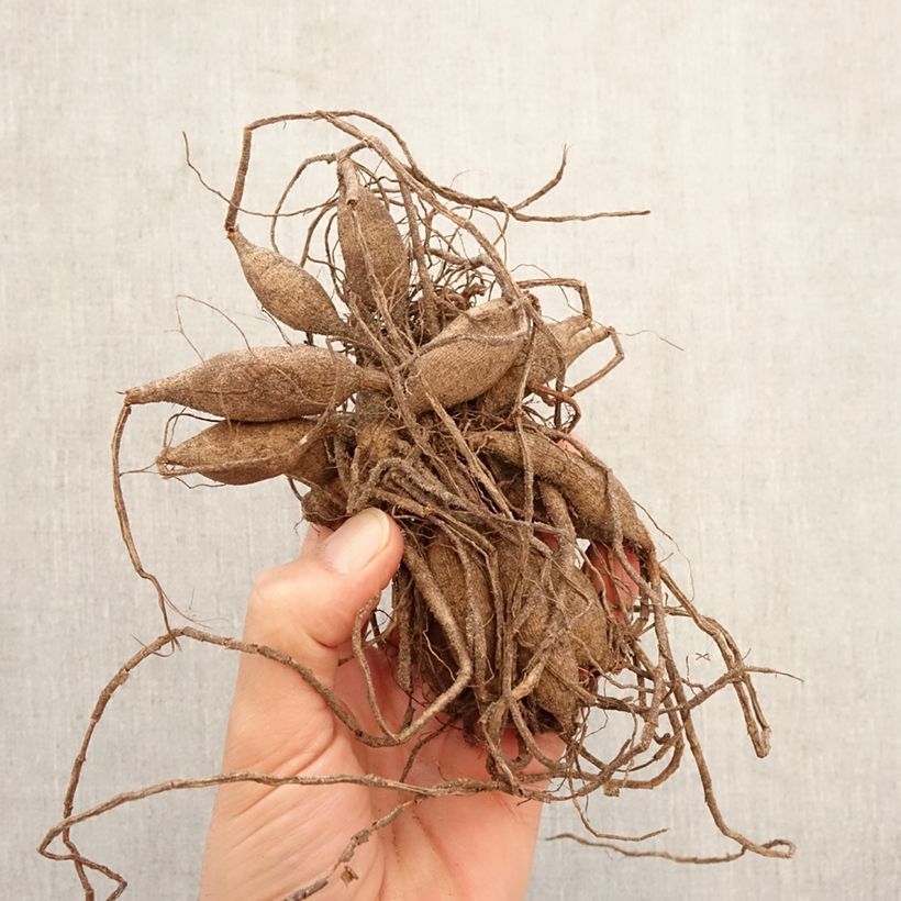 Exemplar von Pompon-Dahlie Dear Alexander Zwiebel Kaliber/Größe I wie im Frühjahr geliefert