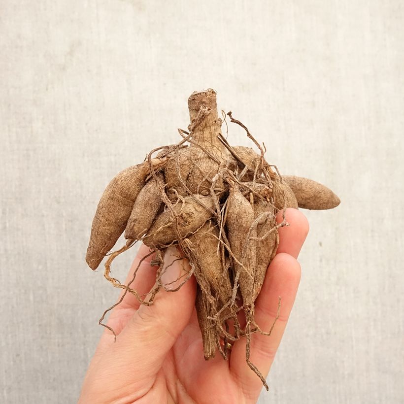 Exemplar von Pompon-Dahlie Ivanetti Zwiebel Kaliber/Größe I wie im Frühjahr geliefert