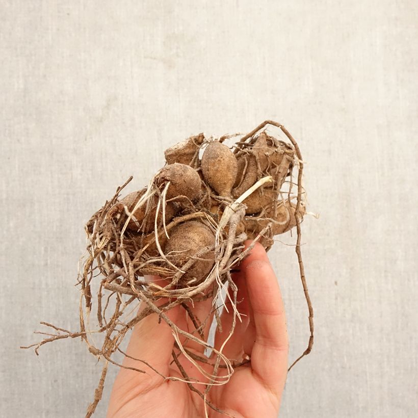 Exemplar von Pompon-Dahlie Jowey Frambo Zwiebel Kaliber/Größe I wie im Frühjahr geliefert