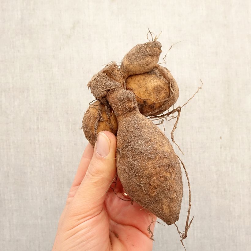 Exemplar von Pompon-Dahlie Jowey Linda Zwiebel Kaliber/Größe I wie im Frühjahr geliefert