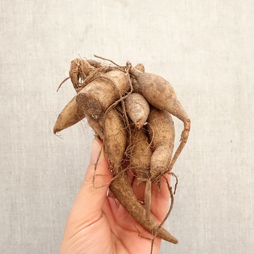 Exemplar von Pompon-Dahlie Marble Ball Zwiebel Kaliber/Größe I wie im Frühjahr geliefert