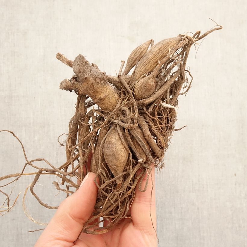 Exemplar von Pompon-Dahlie Marshmallow Baby Zwiebel Kaliber/Größe I wie im Frühjahr geliefert