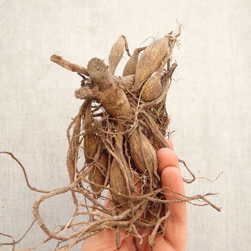 Exemplar von Pompon-Dahlie Peter Zwiebel Kaliber/Größe I wie im Frühjahr geliefert