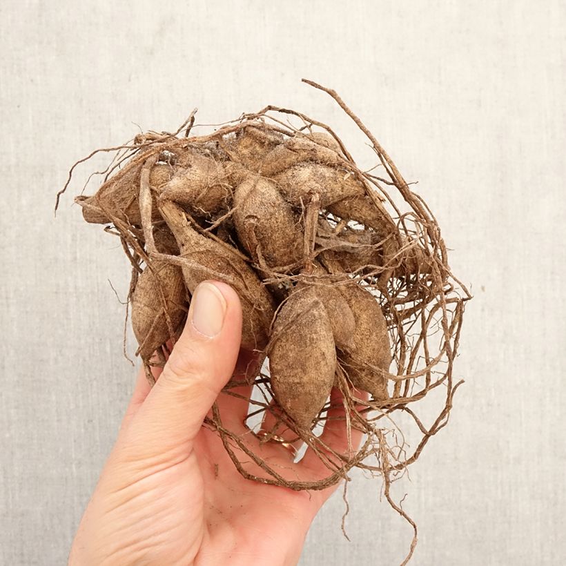 Exemplar von Pompon-Dahlie Pink Ardour Zwiebel Kaliber/Größe I wie im Frühjahr geliefert