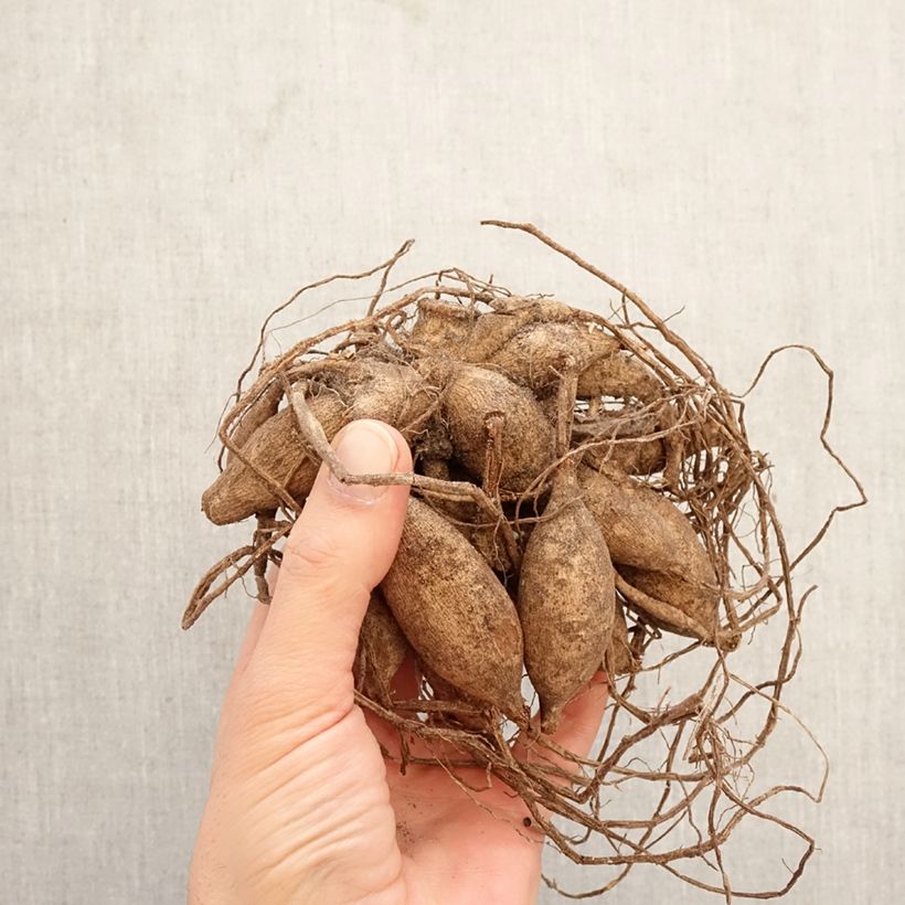 Exemplar von Pompon-Dahlie Pink Sylvia Zwiebel Kaliber/Größe I wie im Frühjahr geliefert