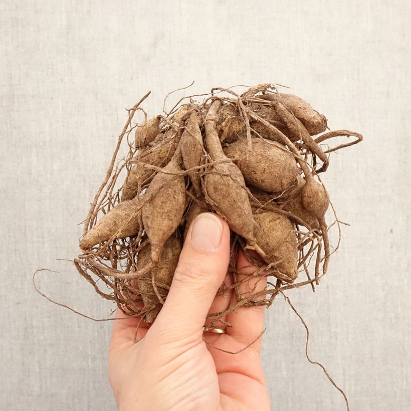 Exemplar von Pompon-Dahlie Purple Fox Zwiebel Kaliber/Größe I wie im Frühjahr geliefert