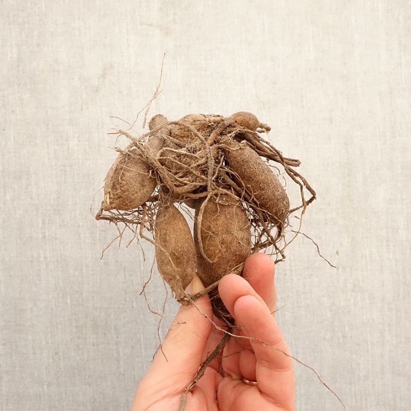 Exemplar von Pompon-Dahlie Red Fox Zwiebel Kaliber/Größe I wie im Frühjahr geliefert