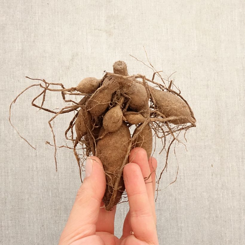 Exemplar von Pompon-Dahlie Smoothy Zwiebel Kaliber/Größe I wie im Frühjahr geliefert