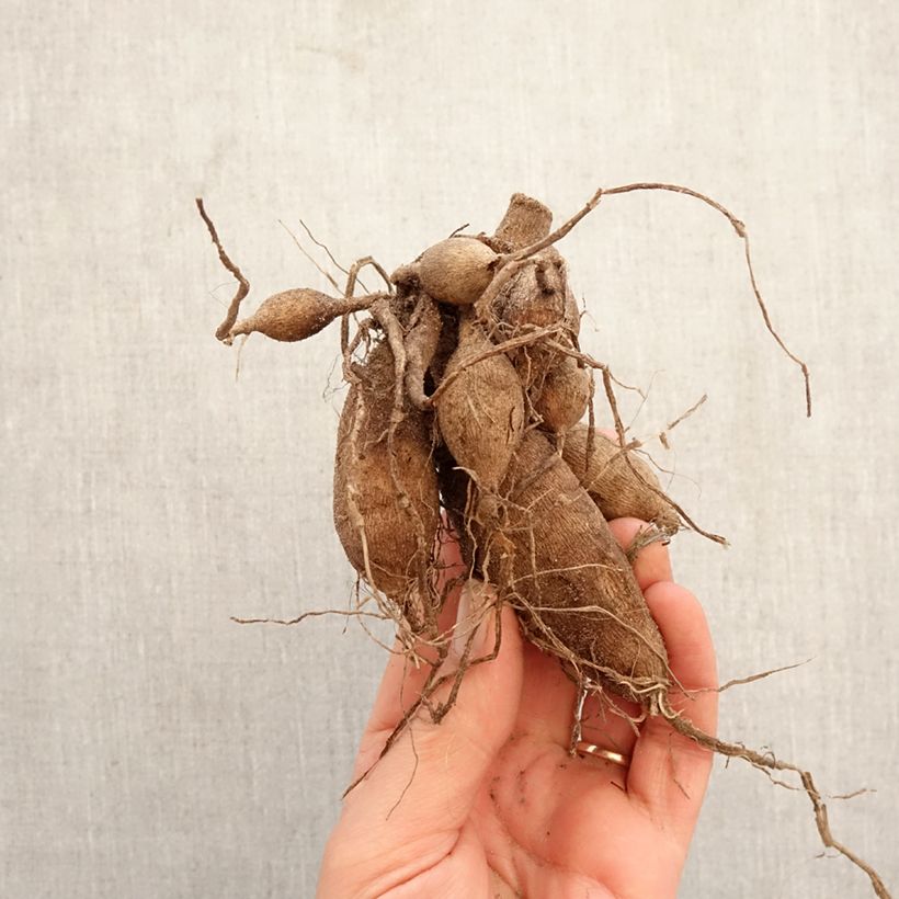 Exemplar von Pompon-Dahlie Snow Cap Zwiebel Kaliber/Größe I wie im Frühjahr geliefert