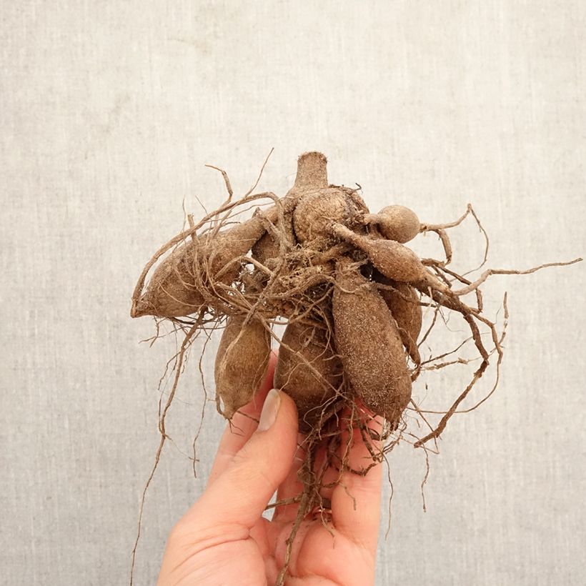 Exemplar von Pompon-Dahlie Summer Haze Zwiebel wie im Frühjahr geliefert