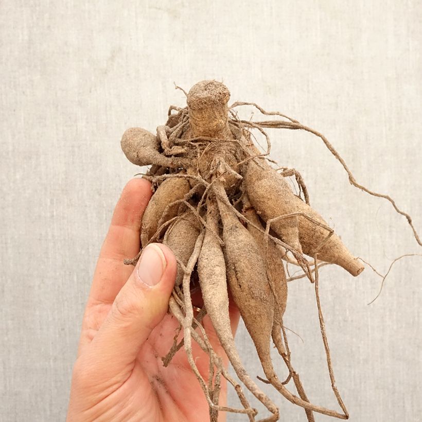 Exemplar von Pompon-Dahlie Wizard Of Oz Zwiebel Kaliber/Größe I wie im Frühjahr geliefert