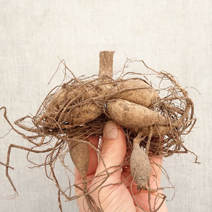 Exemplar von Kaktus-Dahlie Admiral Zwiebel wie im Frühjahr geliefert