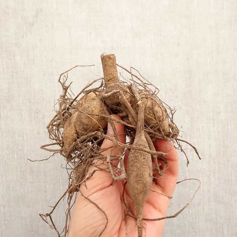 Exemplar von Kaktus-Dahlie Camargue Zwiebel wie im Frühjahr geliefert