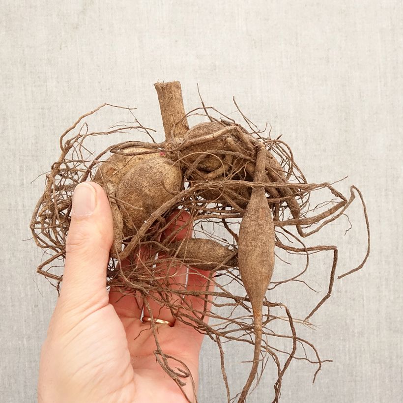 Exemplar von Kaktus-Dahlie Chat Noir Zwiebel Kaliber/Größe I wie im Frühjahr geliefert