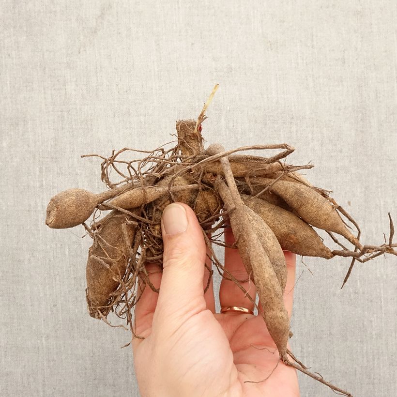 Exemplar von Kaktus-Dahlie Black Touch Zwiebel Kaliber/Größe I wie im Frühjahr geliefert