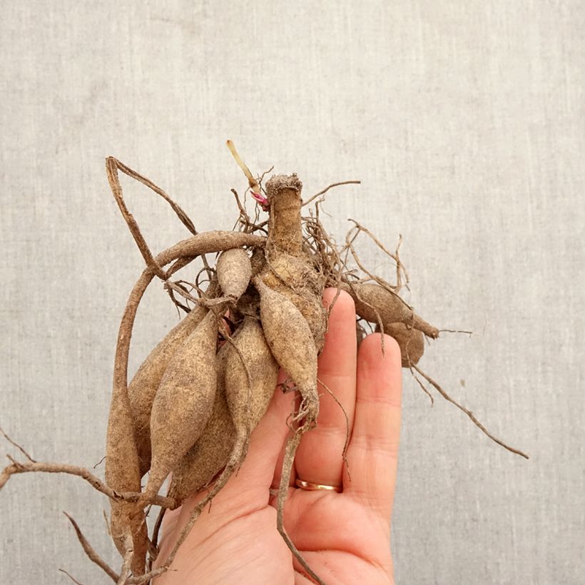 Exemplar von Kaktus-Dahlie Cheyenne Zwiebel Kaliber/Größe I wie im Frühjahr geliefert