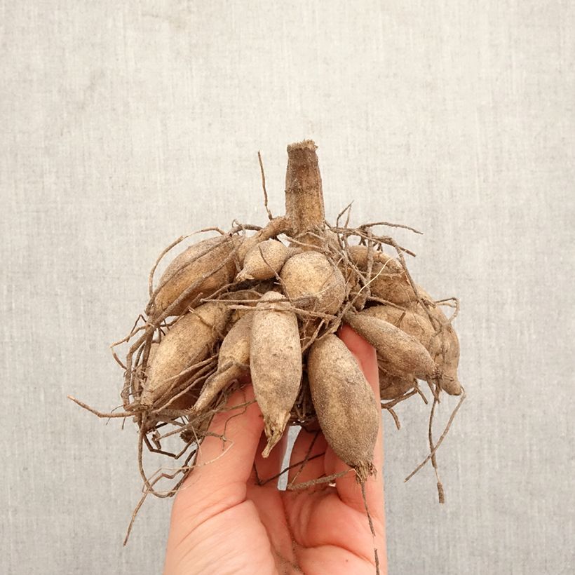 Exemplar von Kaktus-Dahlie Emmaus Zwiebel wie im Frühjahr geliefert