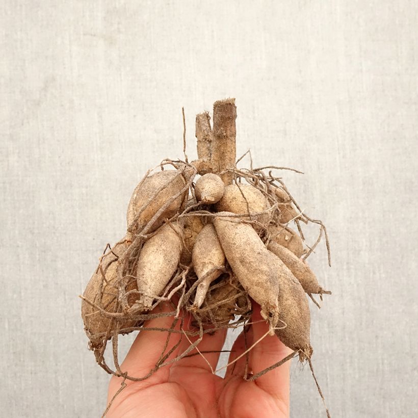 Exemplar von Kaktus-Dahlie Encore Zwiebel Kaliber/Größe I wie im Frühjahr geliefert