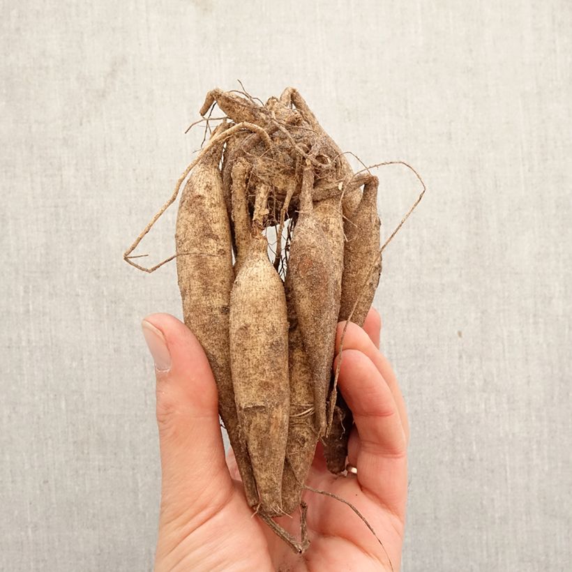 Exemplar von Kaktus-Dahlie Ice Crystal Zwiebel Kaliber/Größe I wie im Frühjahr geliefert