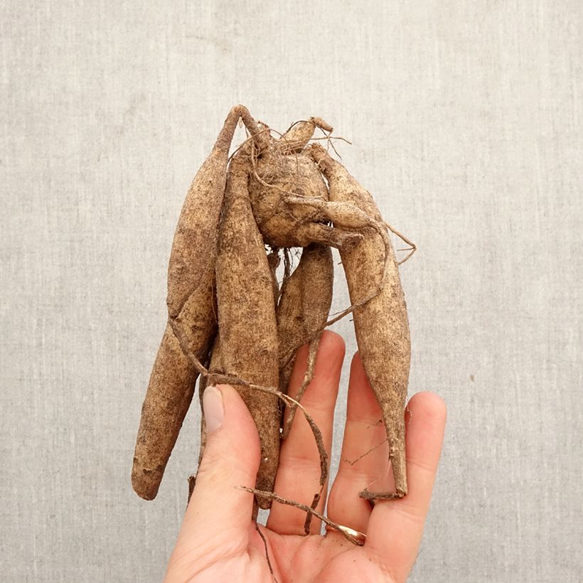 Exemplar von Kaktus-Dahlie Mel's Orange Marmalade Zwiebel Kaliber/Größe I wie im Frühjahr geliefert