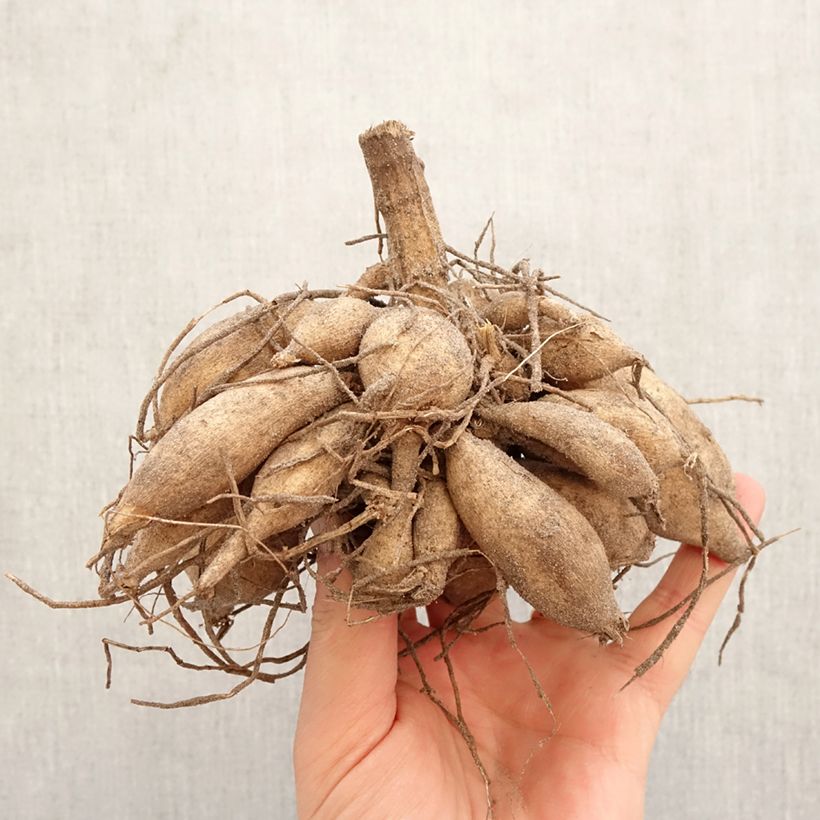 Exemplar von Kaktus-Dahlie Tsuki Yori no Shisha Zwiebel Kaliber/Größe I wie im Frühjahr geliefert